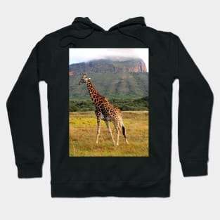 Giraffe, Entabeni Lodge, South Africa Hoodie